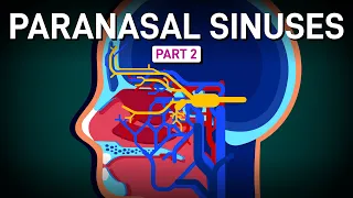 A Decent Tour of Sinus Innervation and Blood Supply