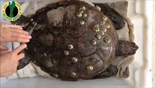 #rescueseaturtle #sea sea turtle compilation Removing Barnacles from sea ​​turtles #ectoparasites