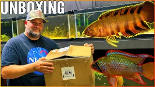 The Wet Spot Fish Store Unboxing: Unveiling Unique and Captivating Fish!