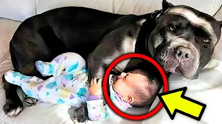 Cão não deixa Bebê dormir sozinho, Quando os pais descobrem o motivo chamam a Polícia