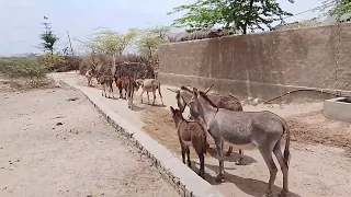 Donkeys happy mood #viral #villagelife #animals #donkey