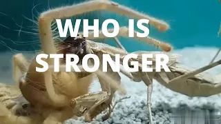 Camel spider vs mantis