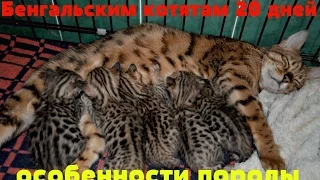 Бенгальским котятам 20 дней. Особенности породы.