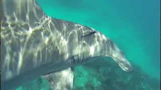 Huge 10 ft Hammerhead Shark Bumps Diver in Florida Keys! || Islamorada Shark Encounter