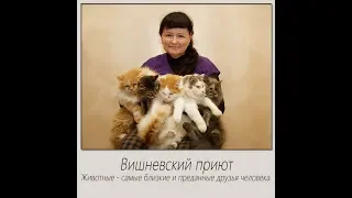 Помощь приюту для животных)