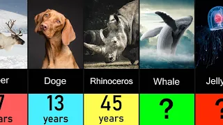 Comparison: Animal Lifespan / How Long Do Animals Live