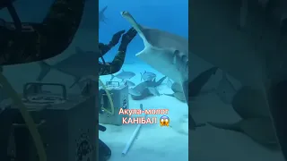 Канібал!😱Акула-молот! #цікавіфакти #shark #cannibal #man-eating shark