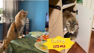 Смешные КОТЫ #61 / Лучшие приколы 2023 / Funny cats.