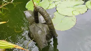 Fadenalgen im Teich beseitigen