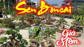 MR SEN | #0977129441 | LÔ BONSAI THẬP CẨM ĐẸP GIÁ MỀM VÚ SỮA, KHẾ GÂN, MAI CHIẾU THỦY, LINH SAM...