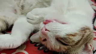 Cat Derp: Tongue Out & Chillin'