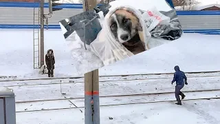 Сбитый поездом щенок двое суток на морозе ждал помощи help puppy