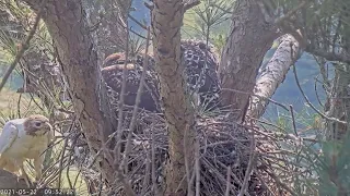 2021 Leucistic Red-Tailed Hawk Cam Season Highlights April 30- June 2