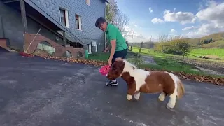 This May Be the Tiniest Pony in the World