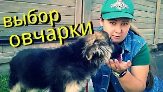 Как ПРАВИЛЬНО ВЫБРАТЬ ЩЕНКА немецкой овчарки и НЕ ТОЛЬКО!!!! Мокрый нос. Бейлис овчарка 3 месяца.