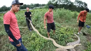 Hunter Pitbull Dog Catch Snakes And Giant Crocodiles | King Of Survival