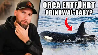 ENTFÜHRT oder ADOPTIERT? Orca mit Grindwal-Baby gesichtet | Robert Marc Lehmann