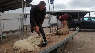 Shearing sheep outside in the cold (hoe to shear sheep demonstration)