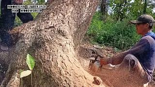 DANGEROUS felling trees!! The wood is super, Stihl ms 881 chainsaw.