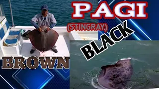 Naka bingwit ng paging itim(STINGRAY)|Divertech tv