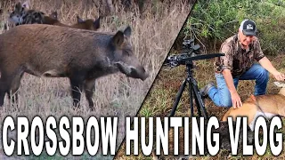 Pigs and Whitetail Deer Hunting | Behind-the-Scenes VLOG