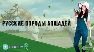 Русские породы лошадей