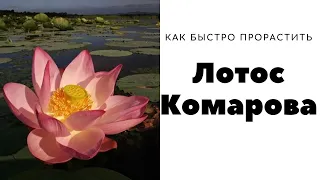 Лотос Комарова. Как прорастить.