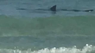 Shark sighting clears Anna Maria Island beach