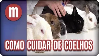 Como cuidar de coelhos - Mulheres (05/02/18)