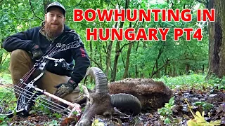 Bowhunting in Hungary 2021 - Episode Four - Mouflon Down