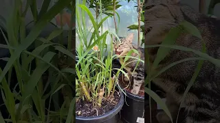 Cat eating Sugar Cane🤣🤣❤️