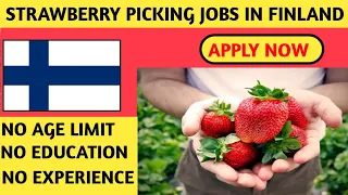 Strawberry Picking Jobs in Finland| Farm jobs in Finland| Jobs in Finland 2023/