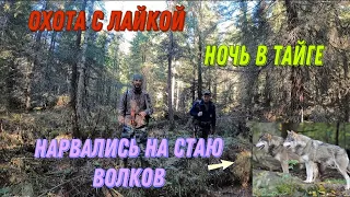 Охота с лайкой.Ночь в тайге.Нарвались на стаю Волков.