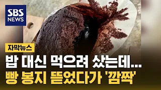 밥 대신 먹으려 샀는데…빵 봉지 뜯었다가 '깜짝' (자막뉴스) / SBS