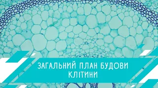 Загальний план будови клітини