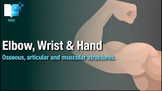 The Anatomy of the Elbow, Wrist & Hand: bones, joints and muscles.