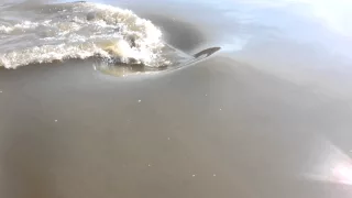 Big fish in Missouri river