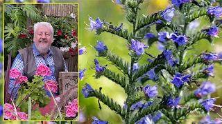 VIPÉRINES, PLANTES MELLIFÈRES ET SPECTACULAIRES IDÉALES EN BORD DE MER. Le Quotidien du Jardin N°230