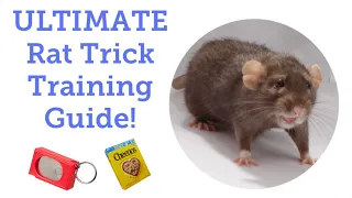 How to Start Training Your Rats (Updated)!