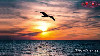 NOISE OF THE SEA and Seagulls - Imagine being by the sea with the SOUND of the WAVES.