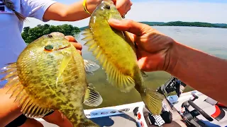 Catching MONSTER Shellcrackers (Redear) on Lake Guntersville! (Summer Bluegill Fishing)