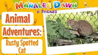 Rusty Spotted Cat | Animals