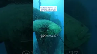 Car-sized Fish, Goliath Grouper