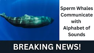 Sperm Whales Communicate With Alphabet of Sounds