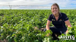 Horticulture – grow your career: Farm Manager (Nicole Stevens, The South Australian Potato Company)