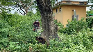 Cut 2 Trembesi Trees in the Old Factory.