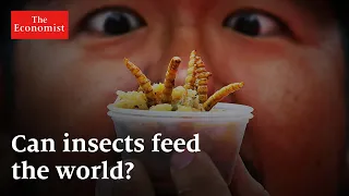 Will you be eating insects soon?