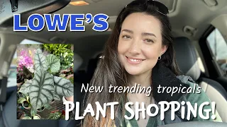 Plant Shopping at Lowe's Big Box Store! | I found an Alocasia Silver Dragon | March 2022