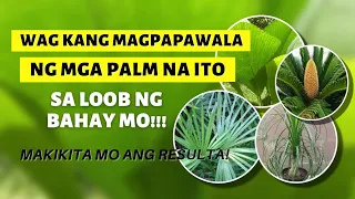 8 BEST PALM PLANT YOU SHOULD HAVE INSIDE YOUR HOME! MASWERTE PALA ANG MGA ITO!
