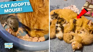 A Baby Mouse Got Adopted Into This Mama Cat's Litter